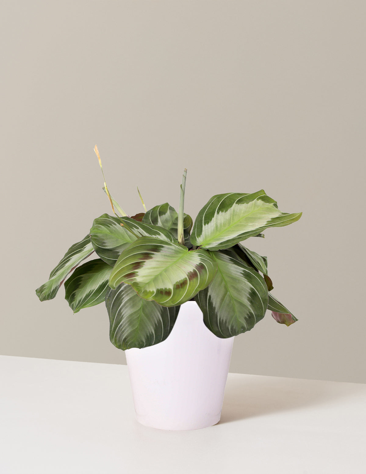 Maranta Silver