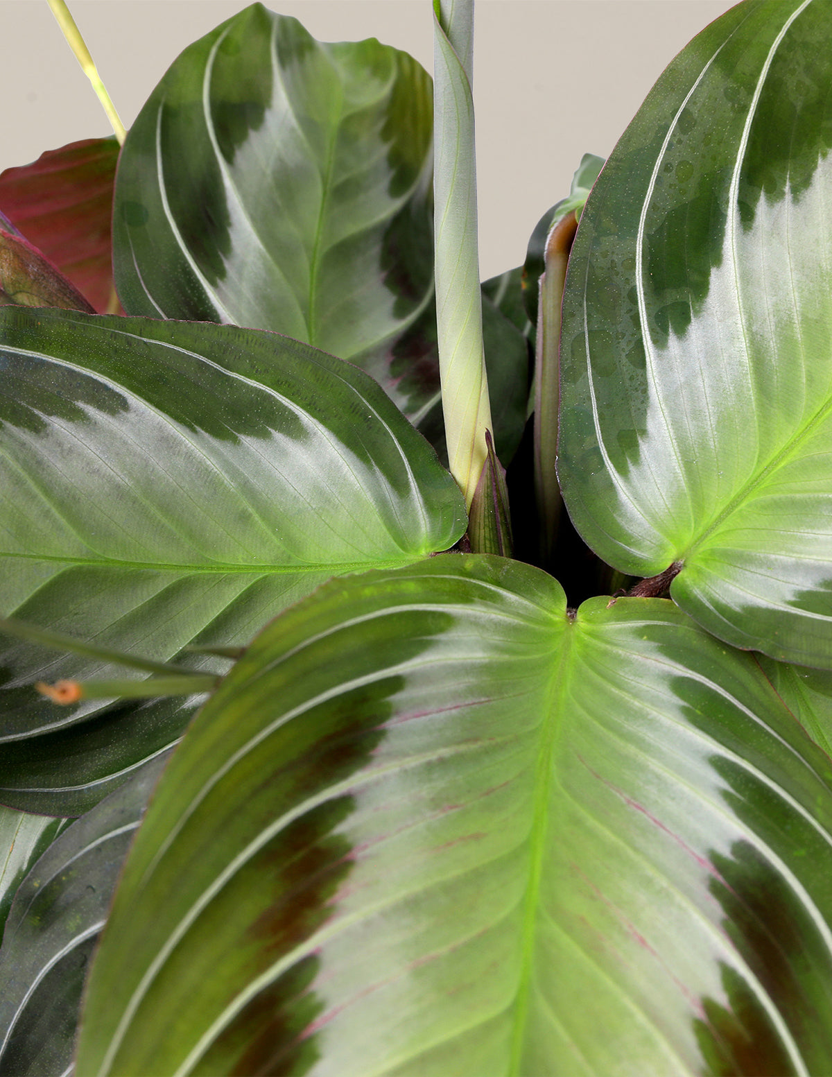 Maranta Silver