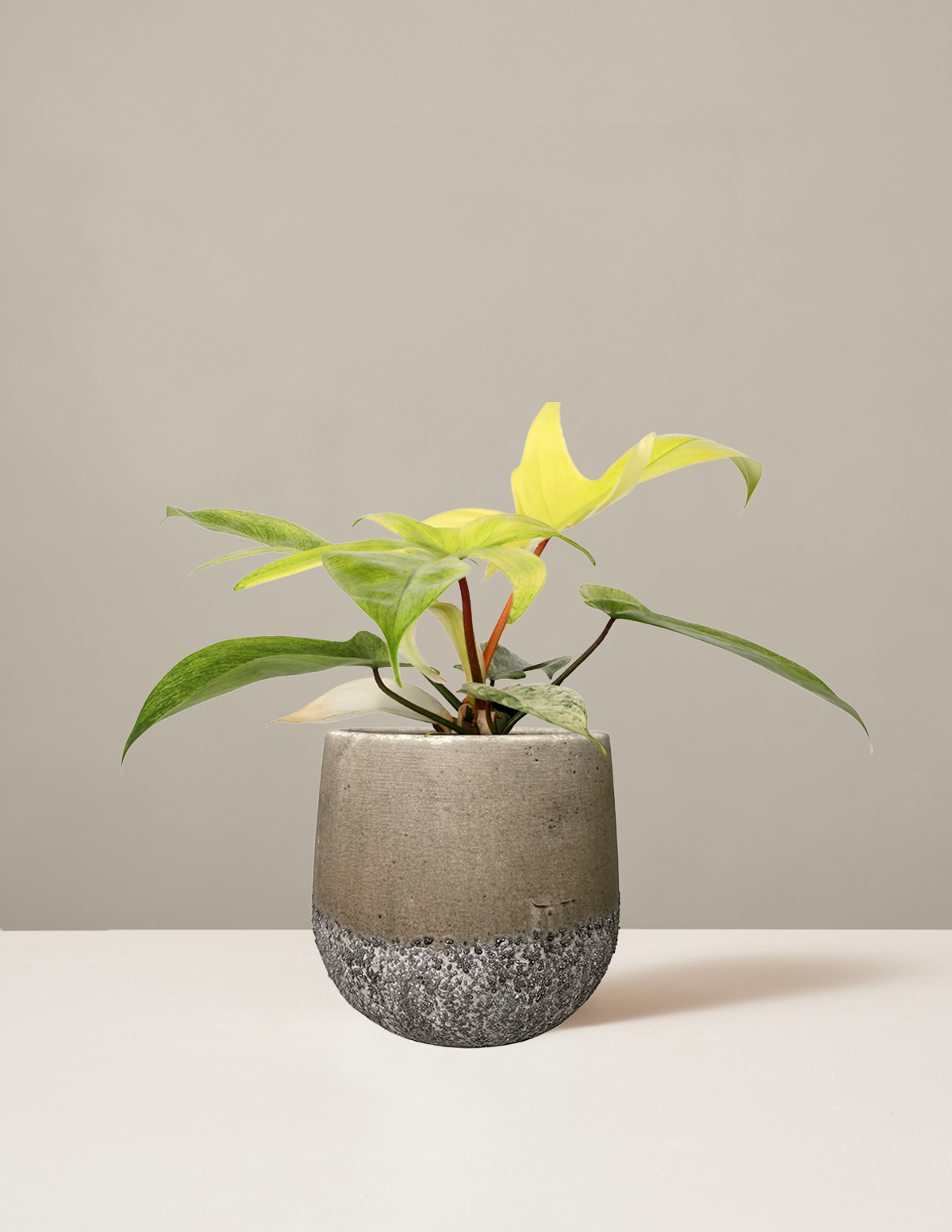 philodendron florida ghost plant Philodendron Florida Ghost | Houseplants for Delivery
