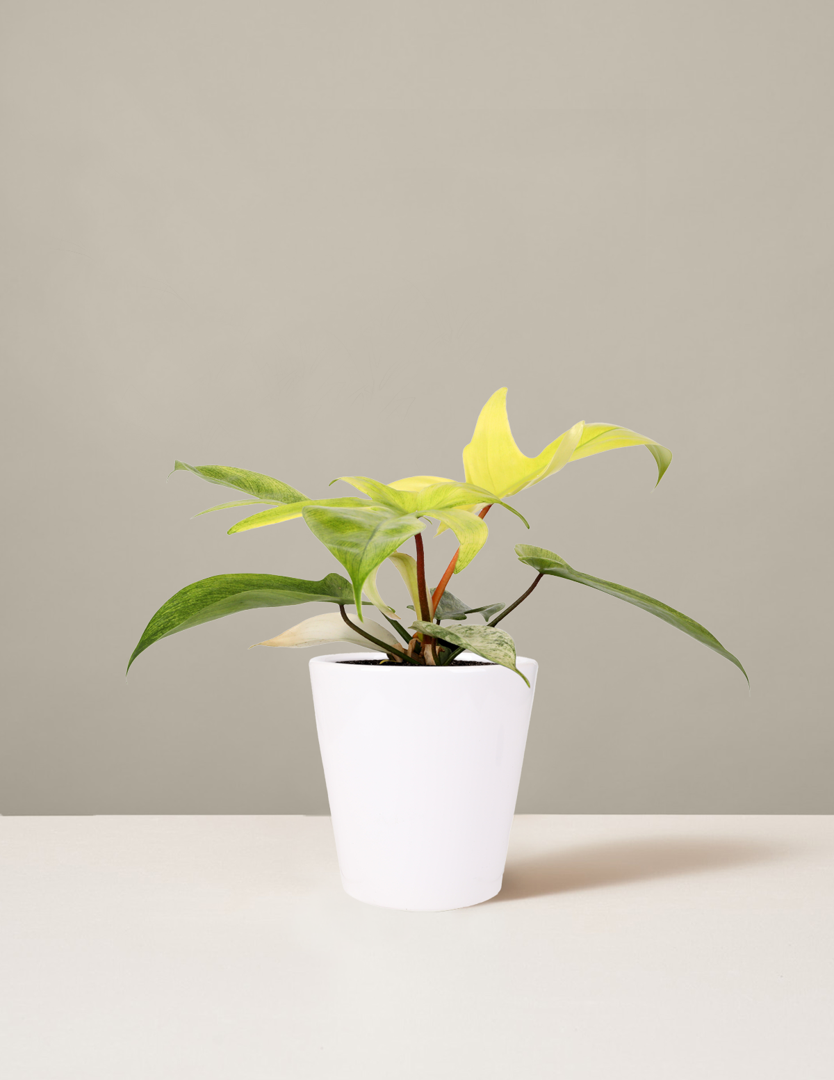 Philodendron Florida Ghost