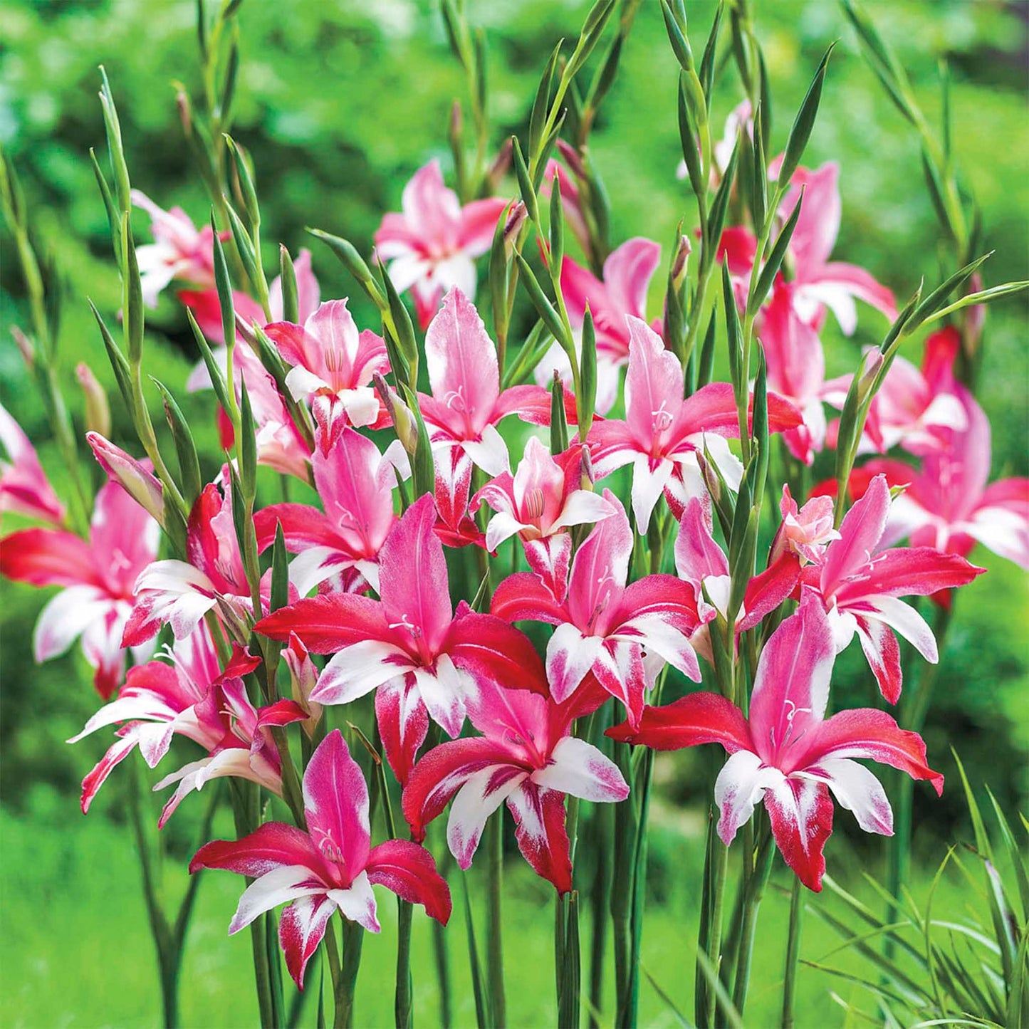 Galaxian® Hardy Gladiolus Bulbs