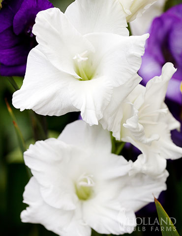 White Prosperity Gladiolus Bulbs