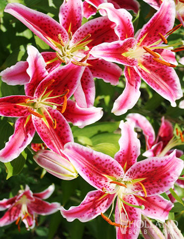 Stargazer Oriental Lily Bulbs