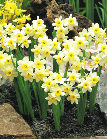 Minnow Daffodil Bulbs