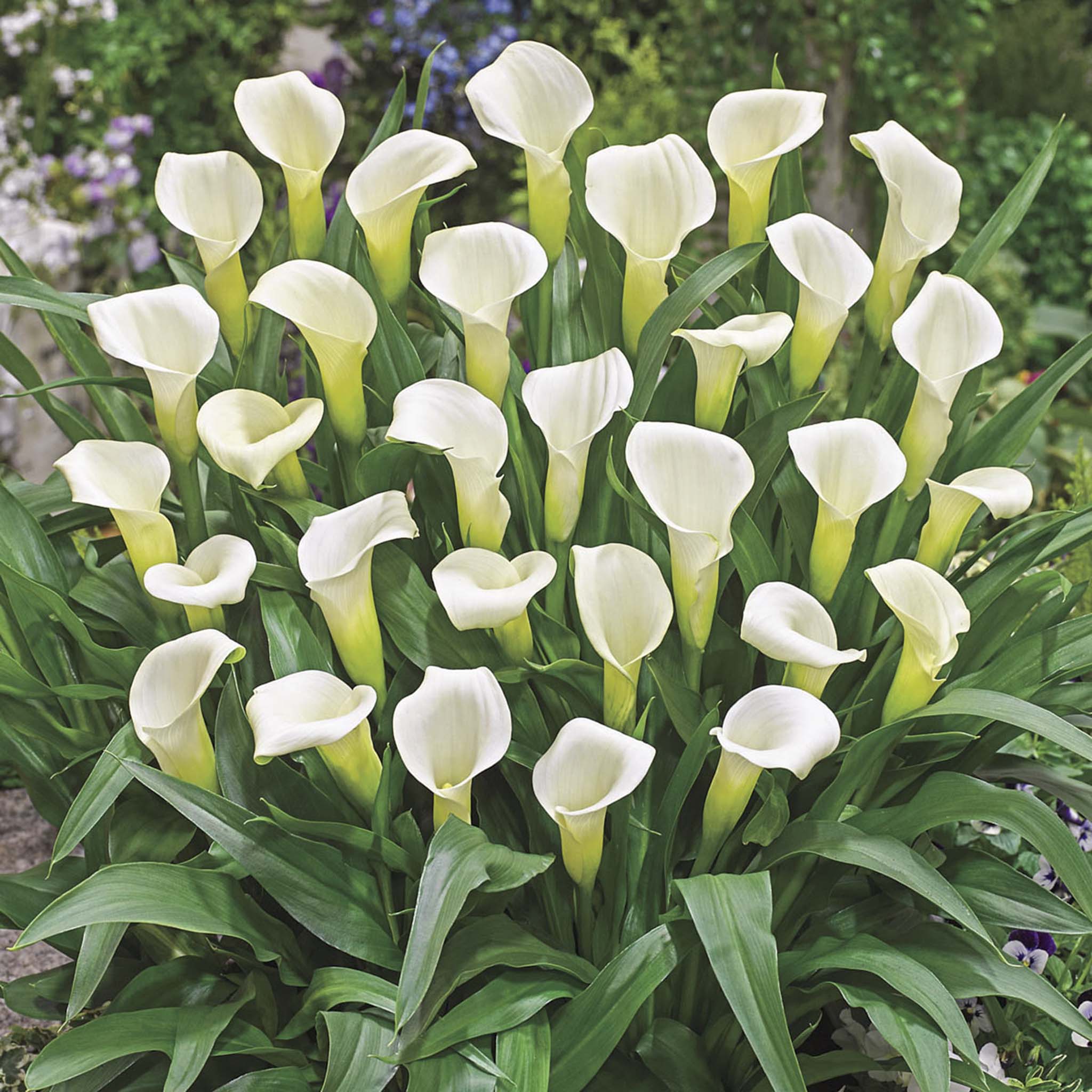 plant calla lily bulbs Intimate Ivory Calla Lily Bulbs