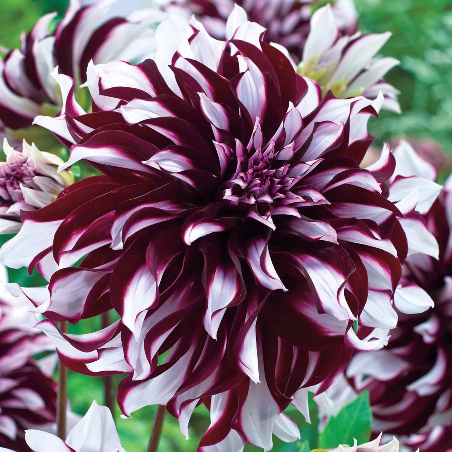 Tartan Dahlias