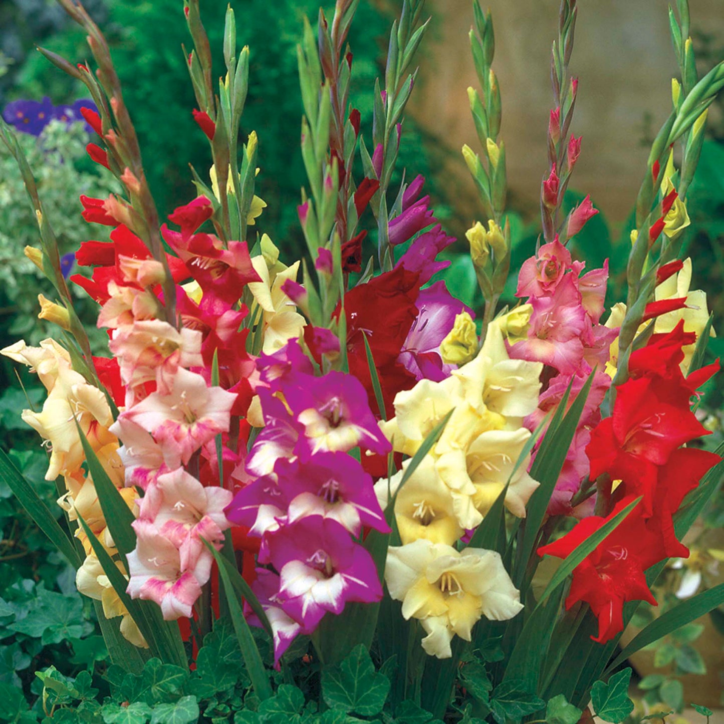 Glamini® Gladiolus Bulb Mix