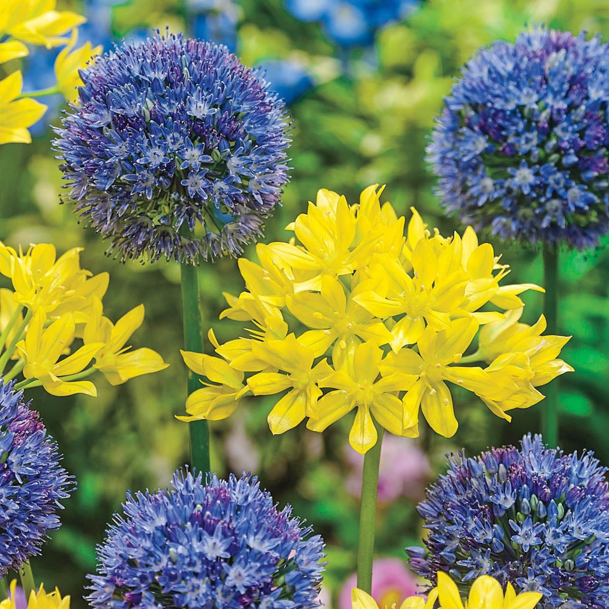 Swedish Flag Allium Duet