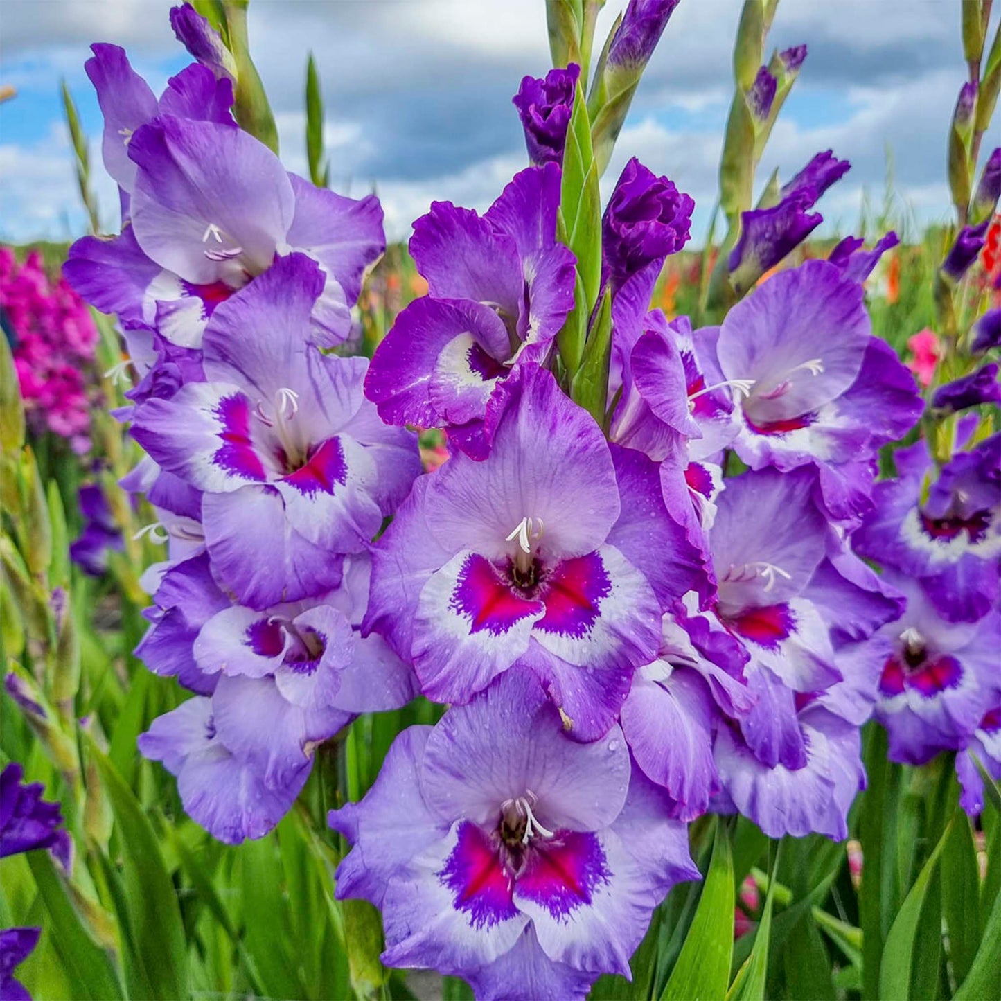 Vista Gladiolus Bulbs
