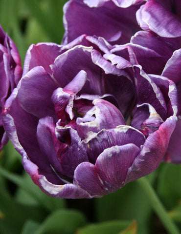 Blue Spectacle Tulip Bulbs