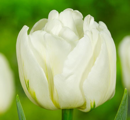 Mount Tacoma Tulip Bulbs