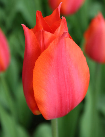 Orange Cassini Tulip Bulbs