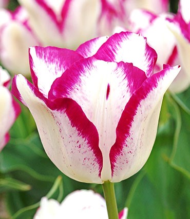 Hotpants Tulip Bulbs