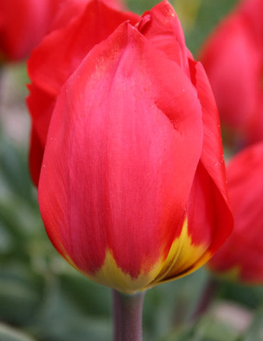 Ile De France Tulip Bulbs