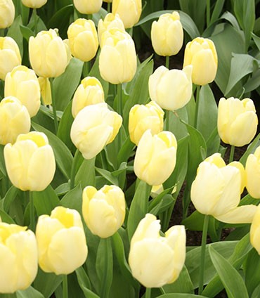 Francoise Tulip Bulbs