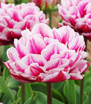 Columbus Tulip Bulbs