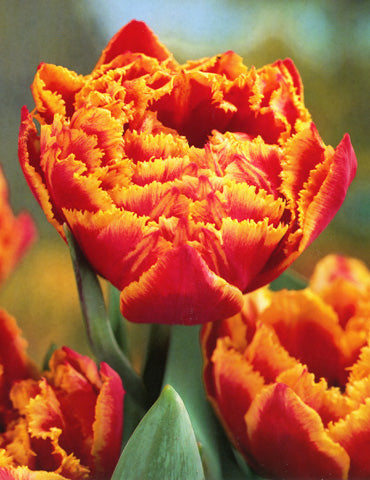Crystal Beauty Tulip Bulbs
