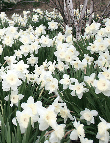 Stainless Daffodil Bulbs