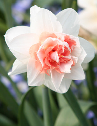 Sweet Paradise Daffodil Bulbs