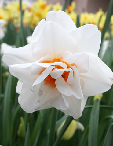 Replete Pink Daffodil Bulbs