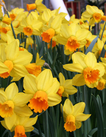 Golden Dawn Daffodil Bulbs