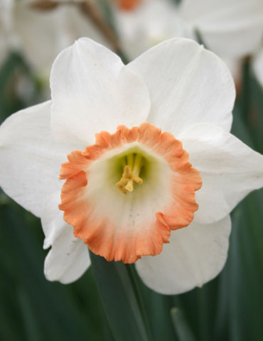 British Gamble Daffodil Bulbs