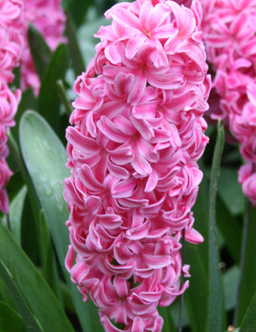 Rose Star Hyacinth Bulbs
