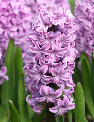 Miss Saigon Hyacinth Bulbs