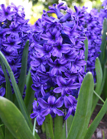 Blue Jacket Hyacinth Bulbs
