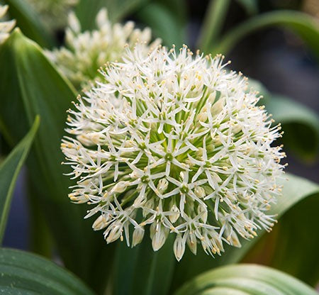 Ivory Queen Allium Bulbs
