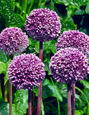 Summer Drummer Allium Bulbs