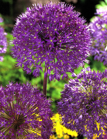 Purple Sensation Allium Bulbs