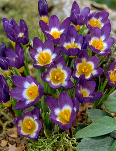 Sieberi Tricolor Crocus Bulbs