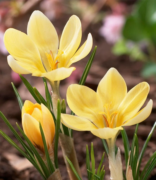Romance Crocus Bulbs