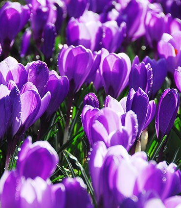 Remembrance Crocus Bulbs