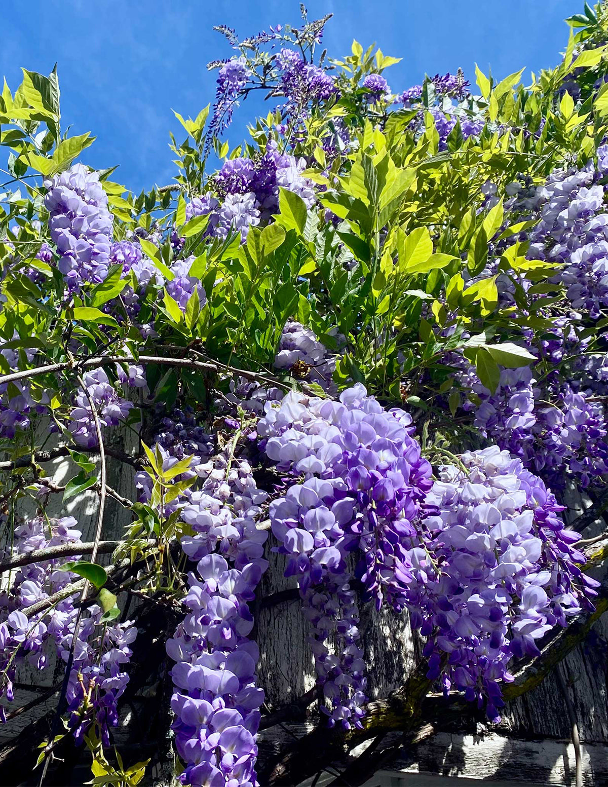 Amethyst Falls Wisteria