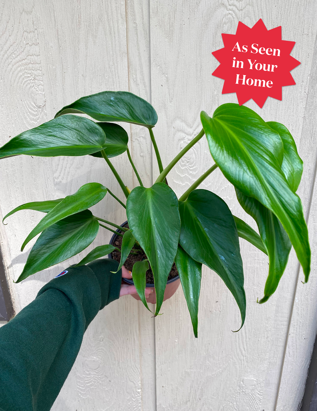 monstera flame Monstera Burle Marx Flame Houseplant with Planter - Medium (tall) Lavender Planter