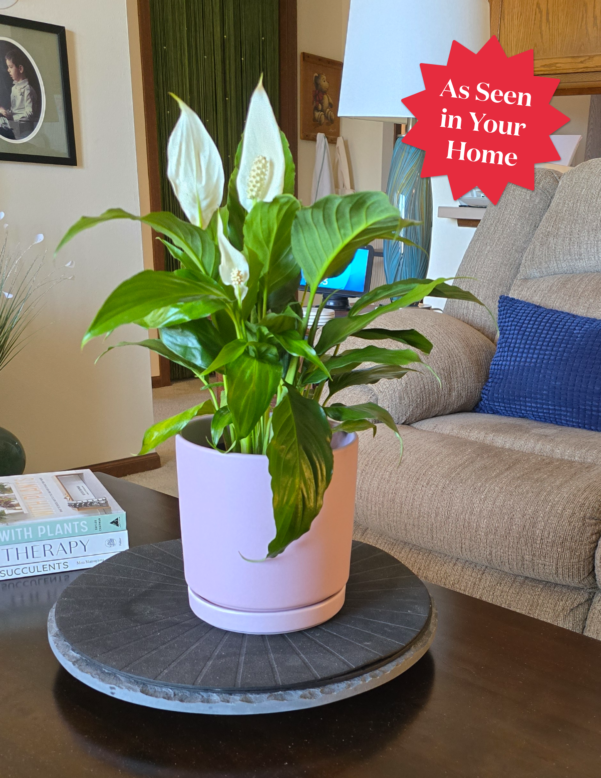 maintaining a peace lily Peace Lily