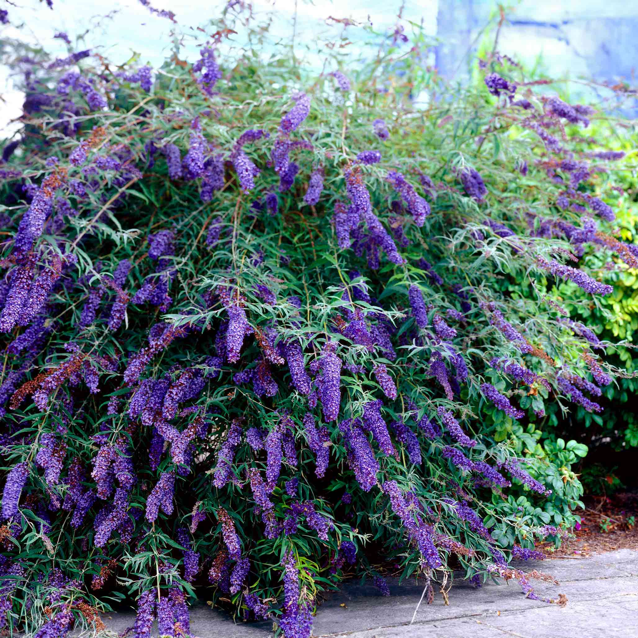 19+ Butterfly Bush Images Black Knight Butterfly Bush | The Sill