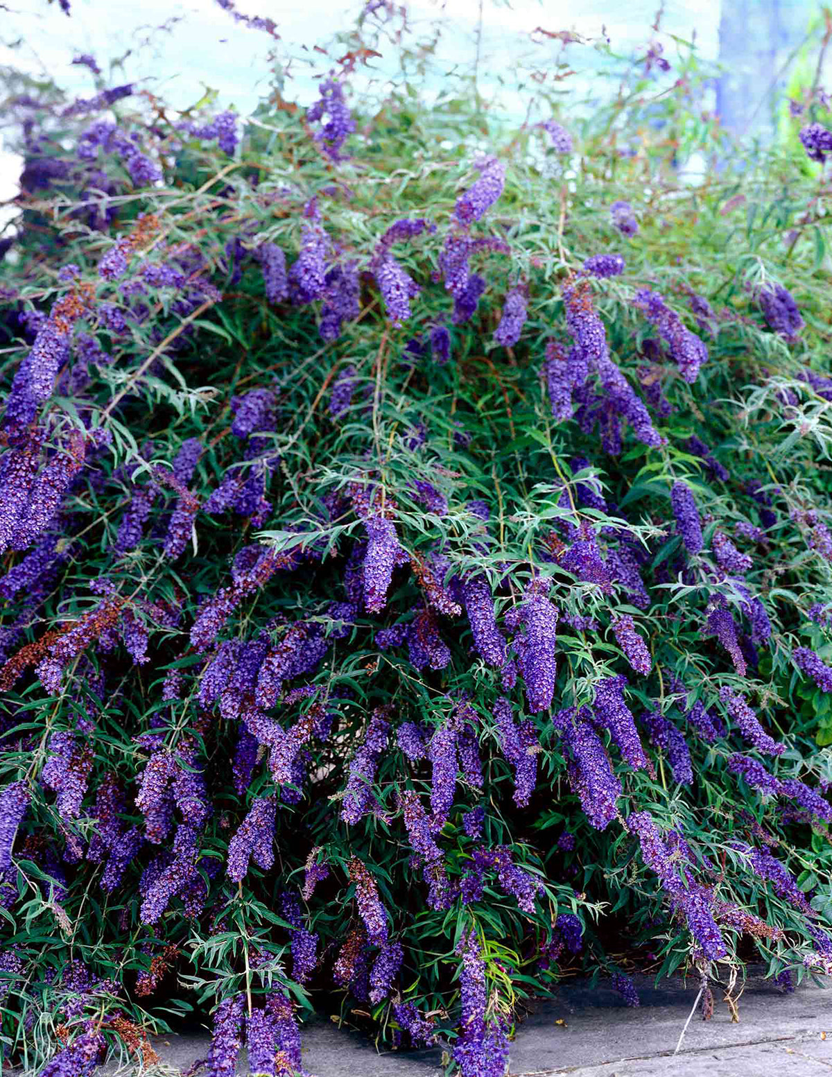 Black Knight Butterfly Bush