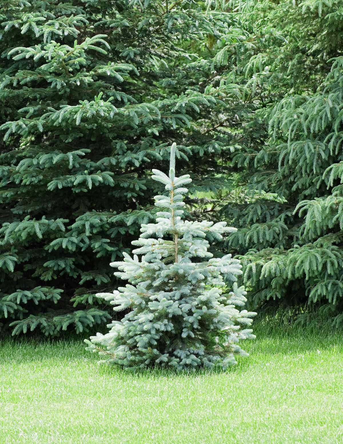 Baby Blue Eyes Spruce