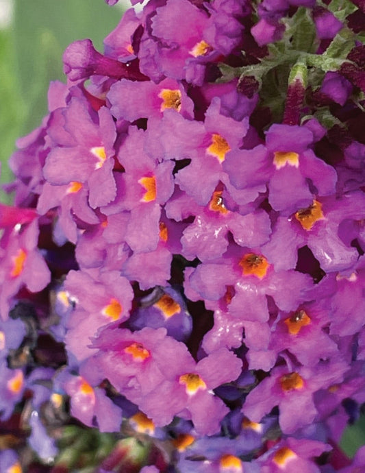 Birthday Cake™ Butterfly Bush