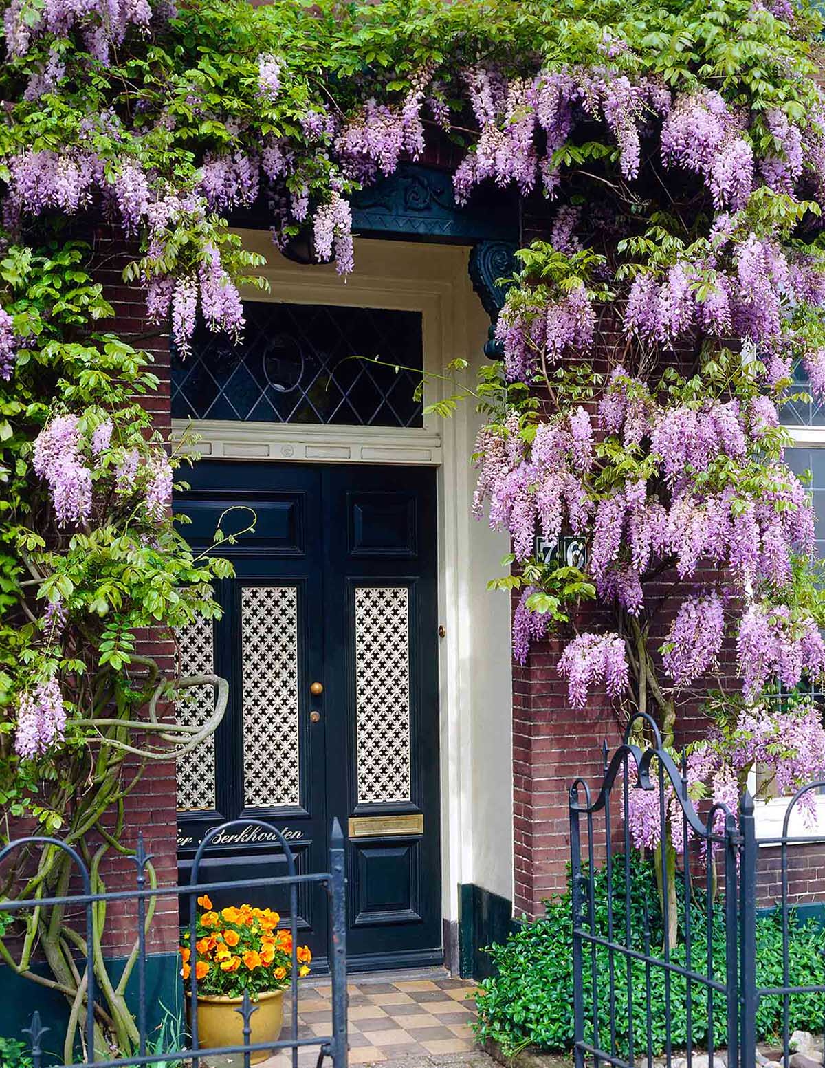 wisteria care Blue Moon Wisteria