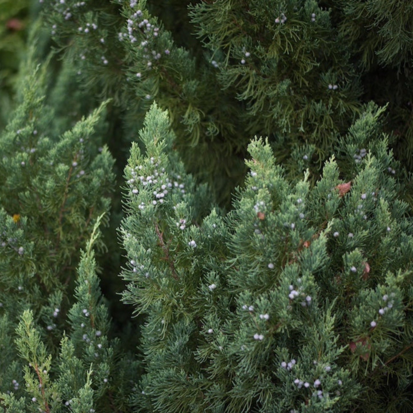 Blue Point Juniper Topiary Tree
