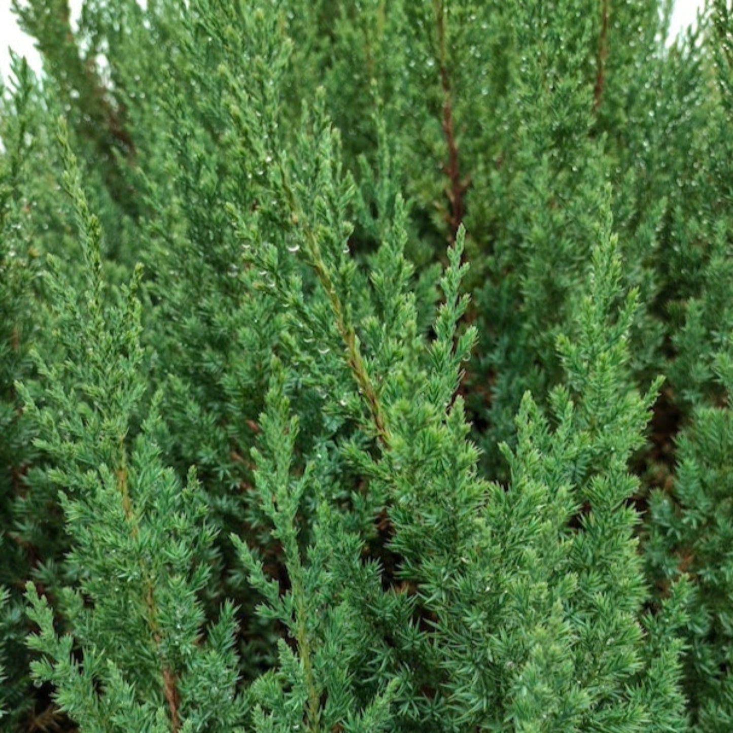 Blue Point Juniper Topiary Tree