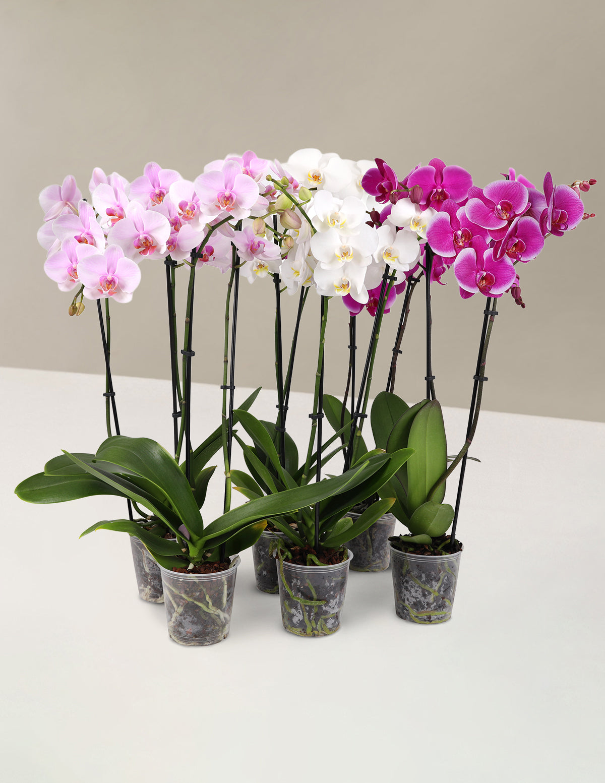 Orchid Confetti Party Pack