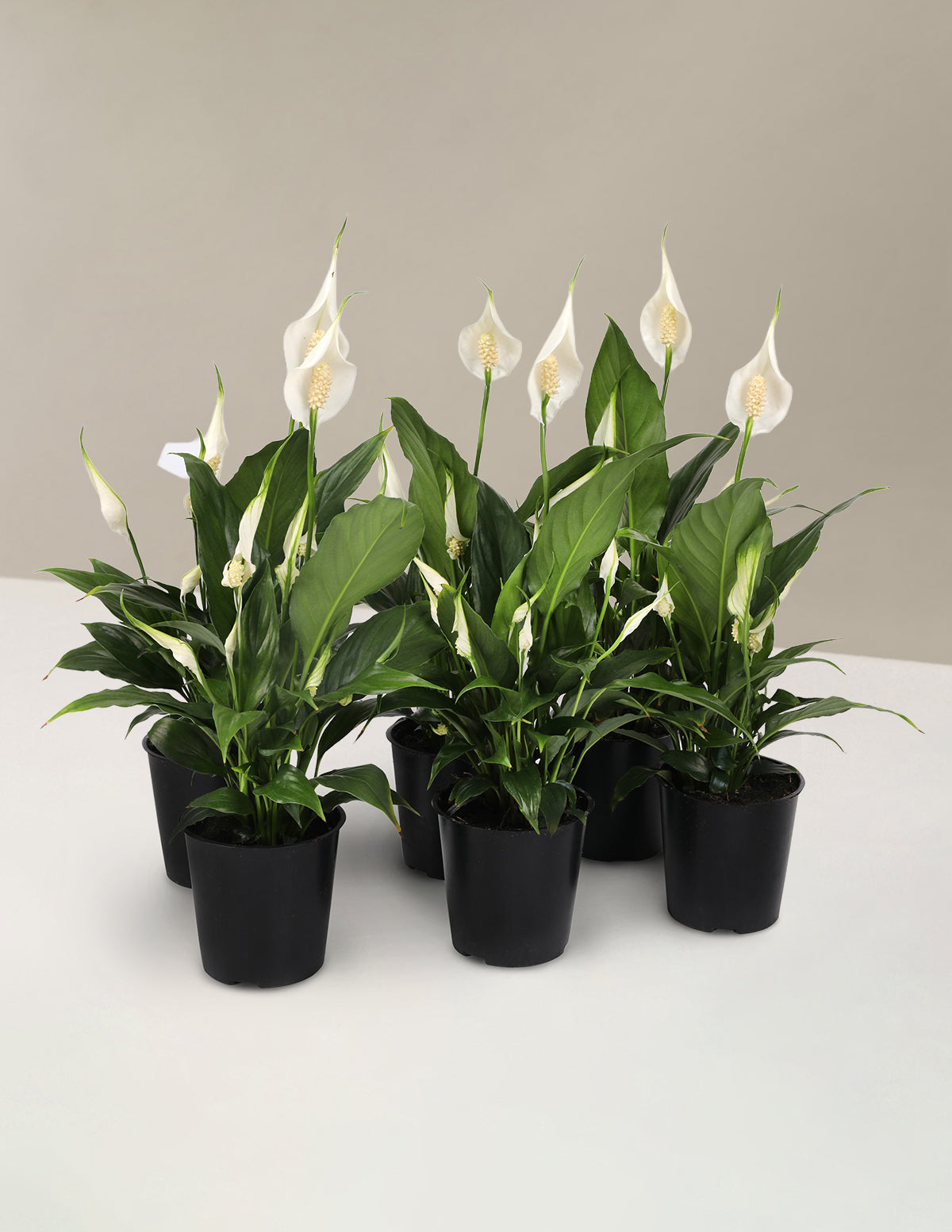 peace lily season Peace Lily Party Pack Houseplant - Small (8"-12" tall) Grow Pot