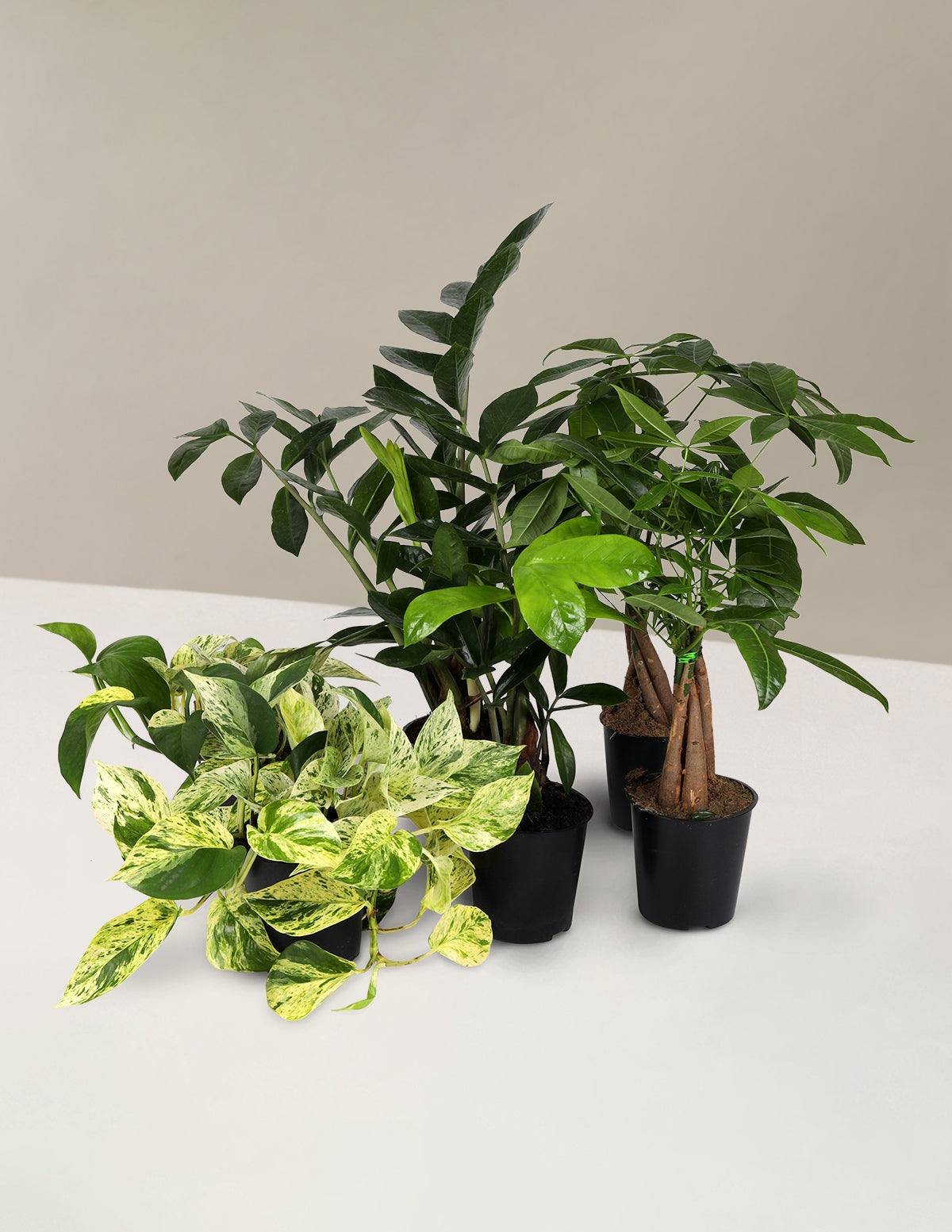 starter plants indoor Starter Plant Party Pack