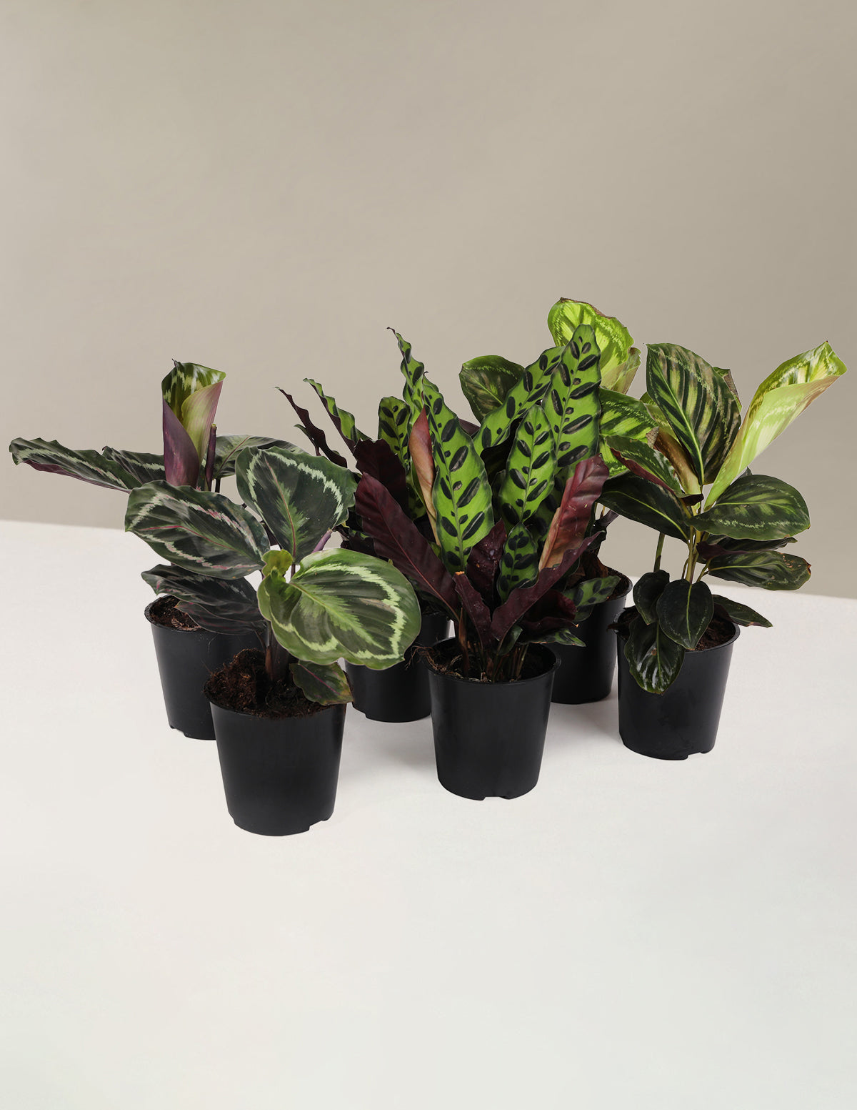 Patterned Calathea Party Pack