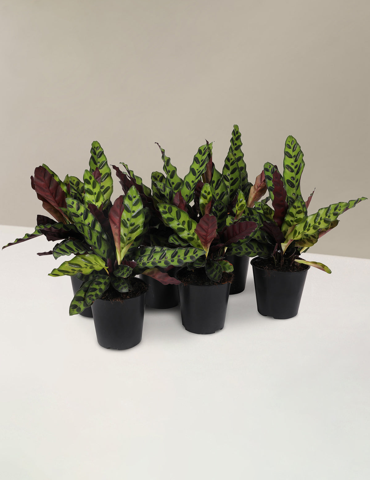 rattlel snake plant Calathea Rattlesnake Party Pack Houseplant - Small (3"-6" tall) Grow Pot